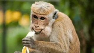 Monkey Tries To Kidnap Little Kid; Internet Can’t Stop Pulling Hilarious Jokes | Viral Video